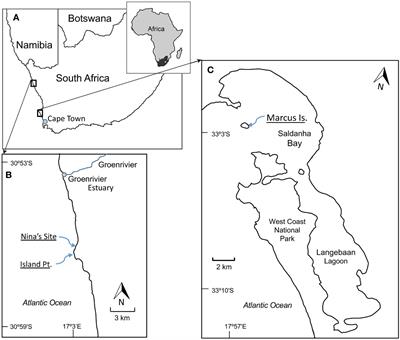 Complex interplays between limpets and alien species in South Africa: multispecies interactions, zonation and size effects